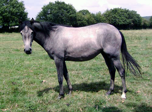 ARABE BARBE (POULICHE)